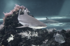Meereszentrum Fehmarn - Meerwasseraquarium Korallenriff Haifischanlage